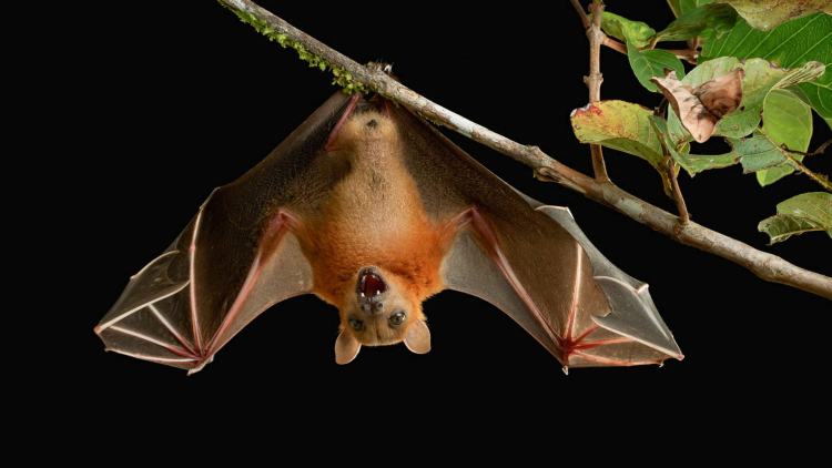 A bat